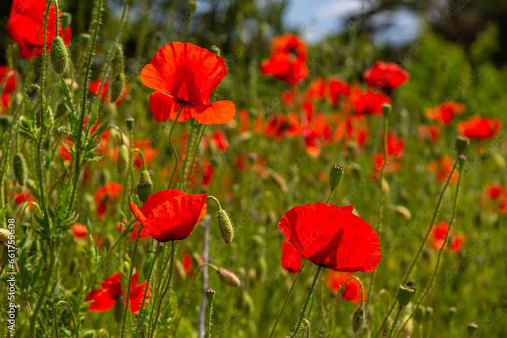 Papaver rhoeas or common poppy, red poppy is an annual herbaceous flowering plant in the poppy family, Papaveraceae, with red petals Papaver rhoeas or common poppy, red poppy is an annual herbaceous flowering plant in the poppy family, Papaveraceae, with red petals