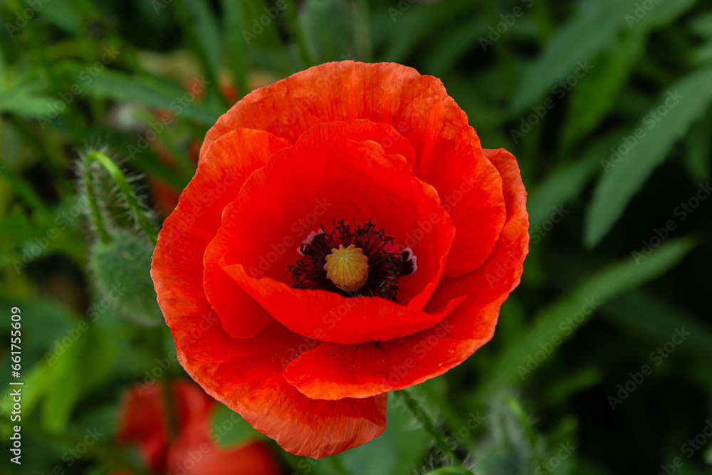 Papaver rhoeas or common poppy, red poppy is an annual herbaceous flowering plant in the poppy family, Papaveraceae, with red petals Papaver rhoeas or common poppy, red poppy is an annual herbaceous flowering plant in the poppy family, Papaveraceae, with red petals