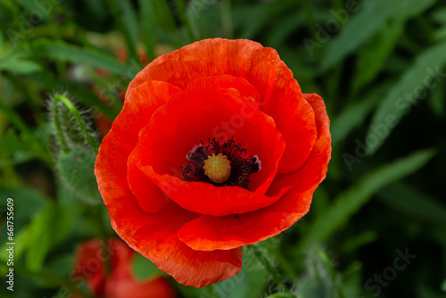 Papaver rhoeas or common poppy, red poppy is an annual herbaceous flowering plant in the poppy family, Papaveraceae, with red petals