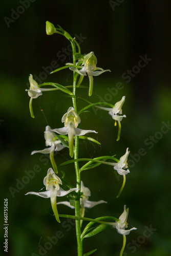 Platanthera bifolia, commonly known as the lesser butterfly-orchid is a species of orchid in the genus Platanthera. Blossom in the forest