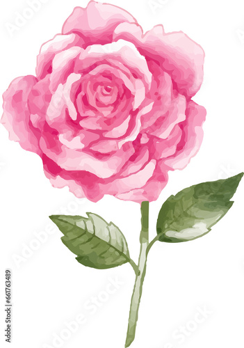 Rose flower watercolor illustration