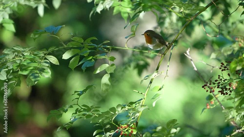 robin bird on a branch
