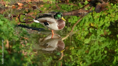 great crested grebe
