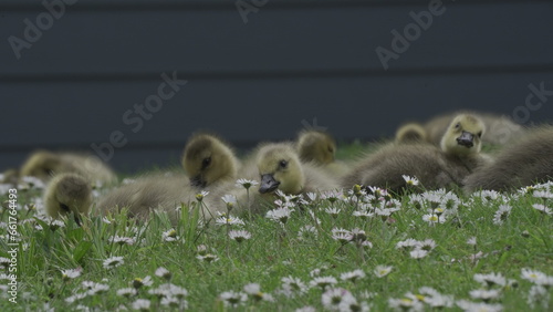 baby duck in the grass