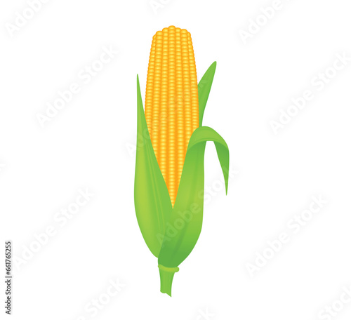 corn cobs isolated on white vector illustration