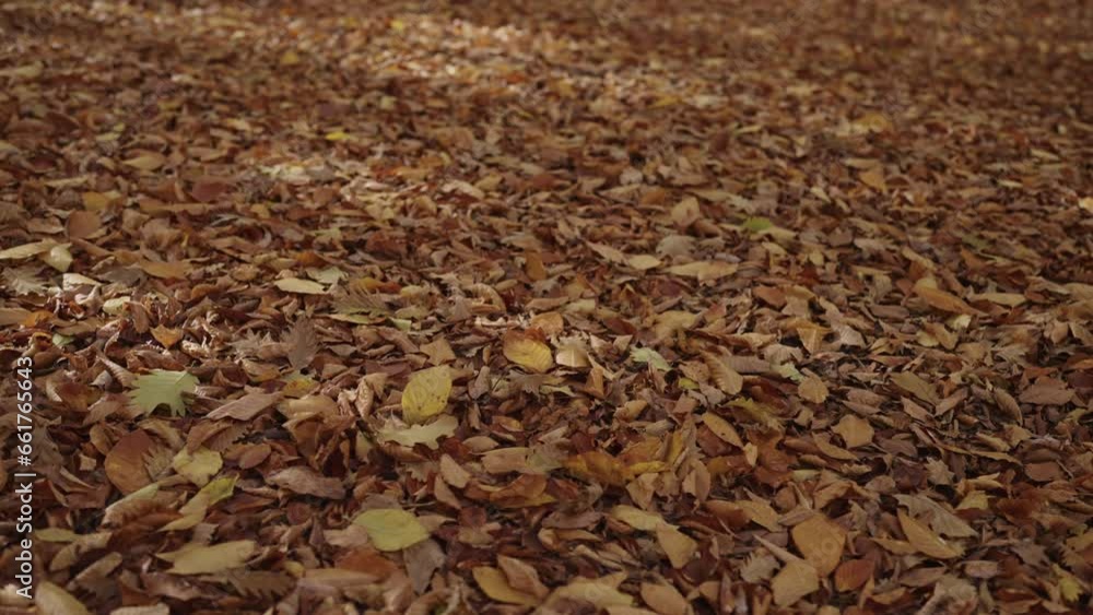 Slow motion fallen autumn leaves on a ground in forest Slow motion fallen autumn leaves on a ground in forest