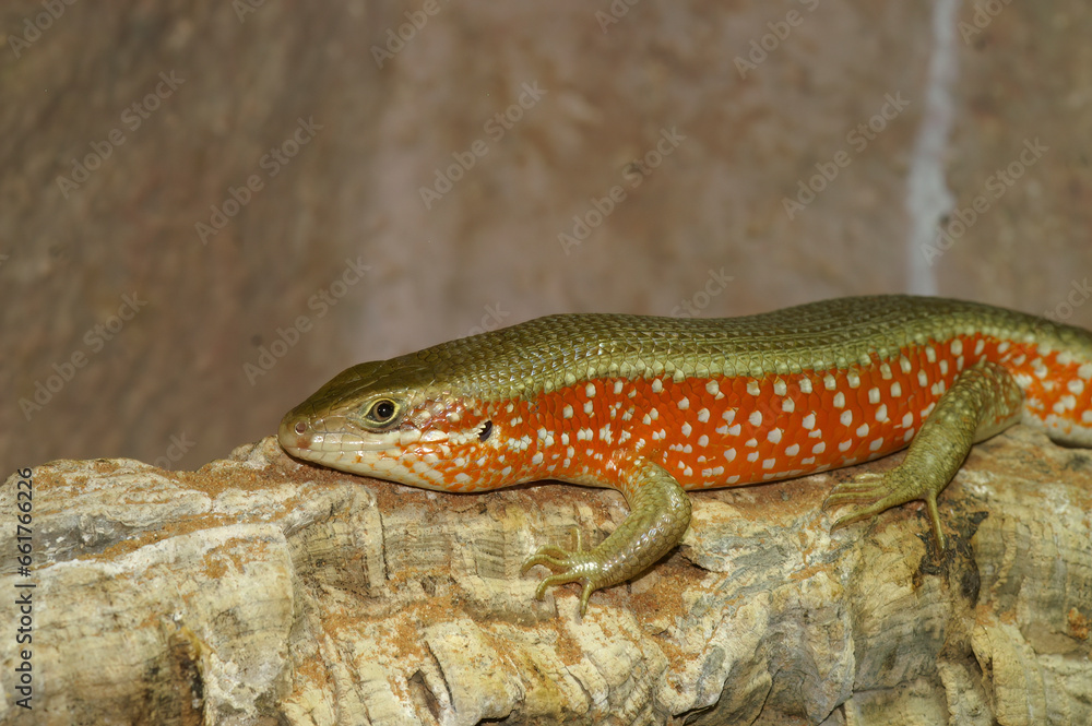 Closeup on the Red Sided Skink, Mabuya perroteti in a terrarium , basking in the sunlight Closeup on the Red Sided Skink, Mabuya perroteti in a terrarium , basking in the sunlight