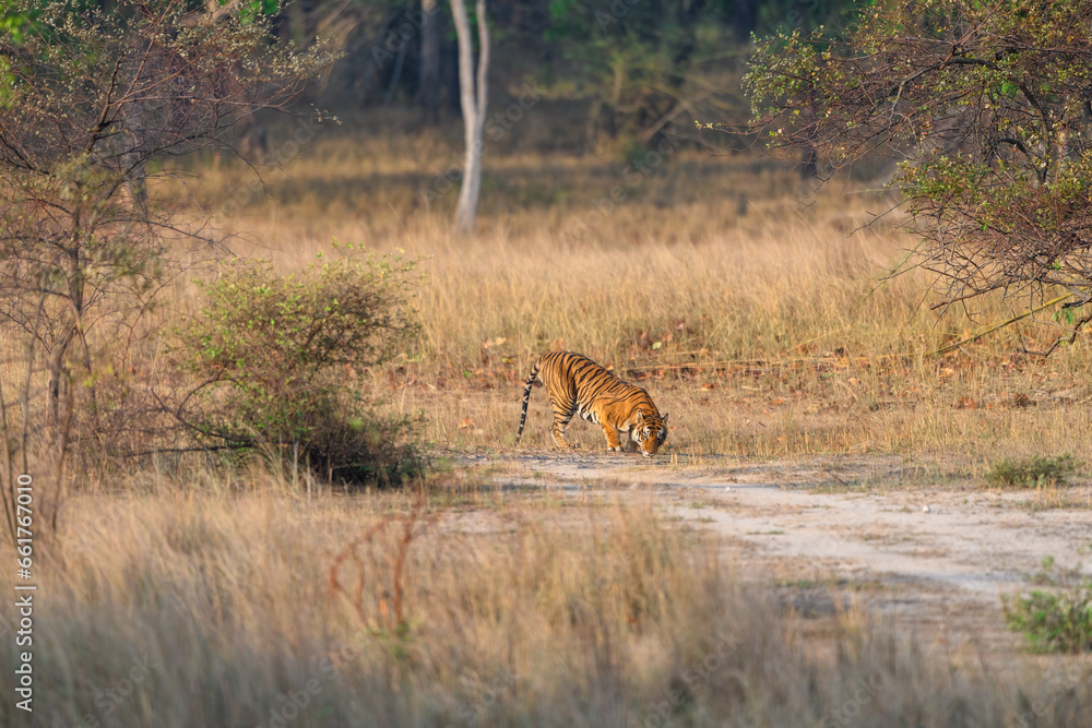 Habitat image of a male tiger sniffing the ground at Tala zone of Bandhavgarh tiger reserve Habitat image of a male tiger sniffing the ground at Tala zone of Bandhavgarh tiger reserve