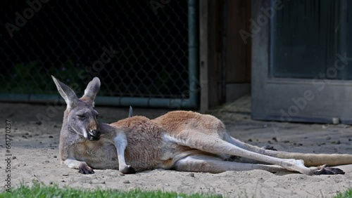 The red kangaroo, Macropus rufus is the largest of all kangaroos, the largest terrestrial mammal native to Australia, and the largest extant marsupial. photo