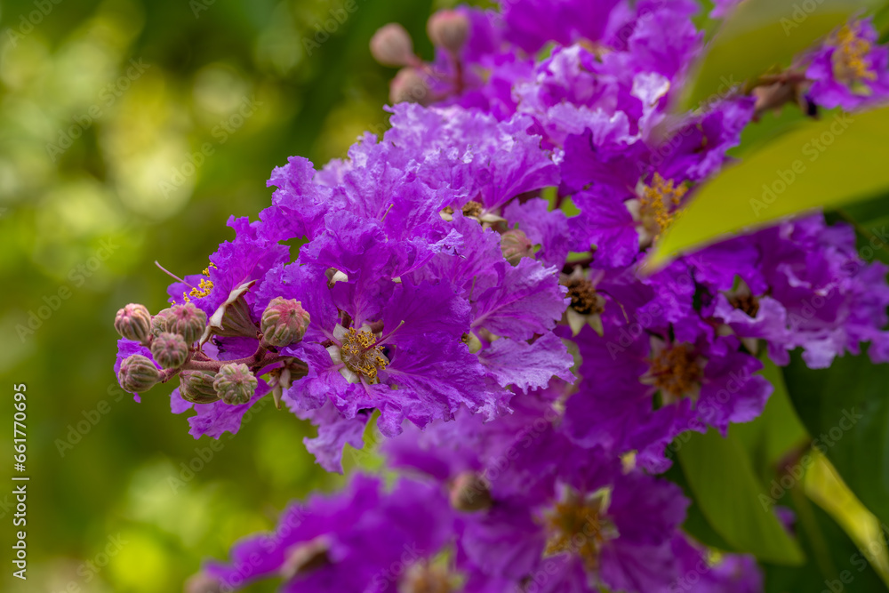 Obraz premium Branch with flowers