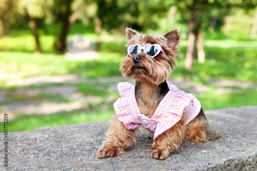 Little cute dog, Yorkshire Terrier breed, wearing a one-off dress and heart-shaped sunglasses, in an open space, against a blurry background of natural greenery. Valentine's day concept. © наталья саксонова