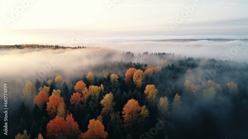 Aerial view of beautiful winter and autumn forest in low clouds at sunrise. Top view of orange and green trees in fog at dawn in fall. View from above of woods. Nature background. Multicolored leaves © Emil
