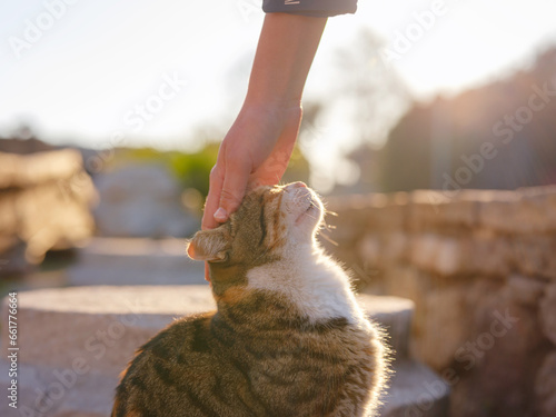 Fototapeta Naklejka Na Ścianę i Meble -  cats of Turkey, small resort town of Side with ancient Greek ruins. female tourist petting stray cat on street over sunset time in spring or fall season