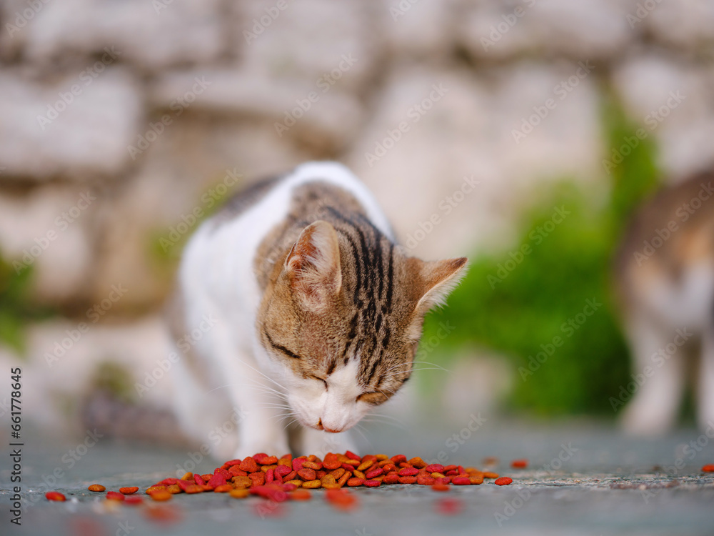cats of Turkey, small resort town of Side with ancient Greek ruins. Homeless animals theme. cat eats food outside