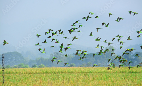 A large flock of wild Budgerigar parrots flying over feeding on paddy field of Bangladesh.  © Vector photo gallery