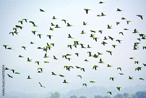 A large flock of wild Budgerigar parrots flying over feeding on paddy field of Bangladesh.	