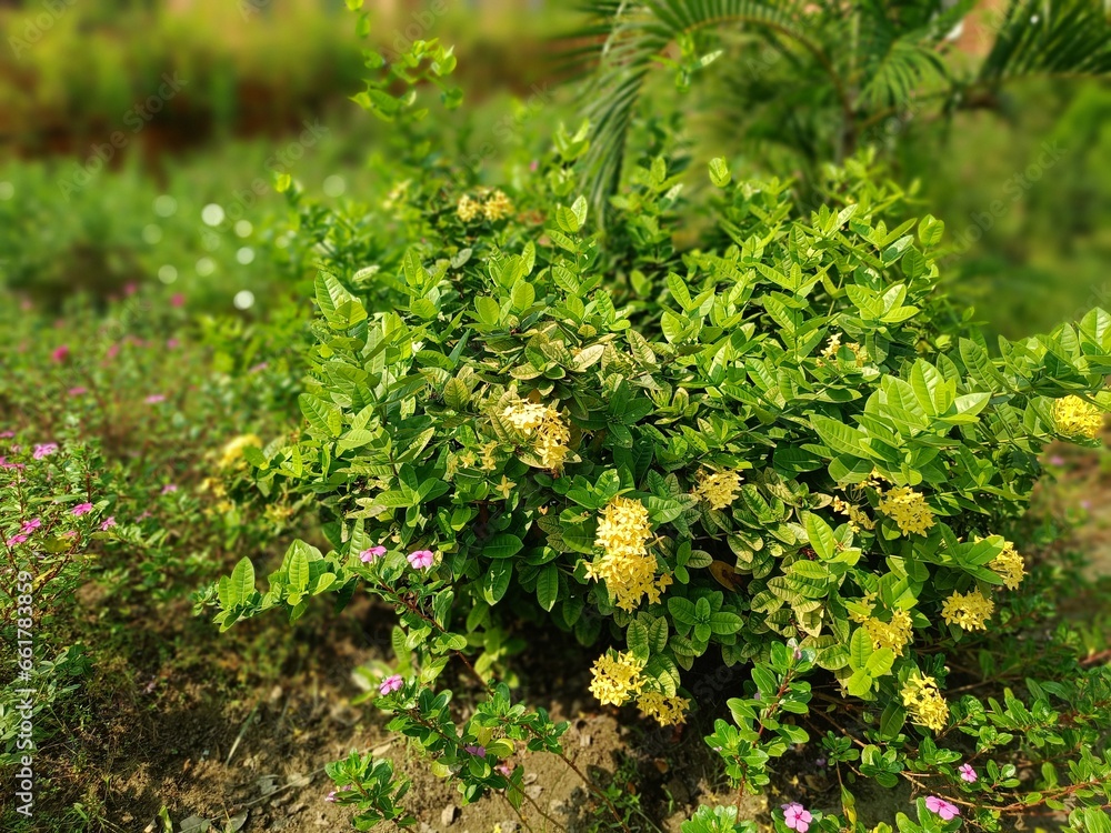 Wonderful natural scenario with green leaves and flower smiling with sunlight. Wonderful natural scenario with green leaves and flower smiling with sunlight.