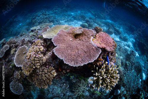 Tropical Coral Reef - Table Corals (Acropora sp.)