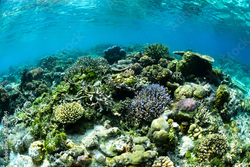 Tropical Coral Reef - Table Corals (Acropora sp.)