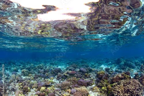 Coral Reef Free Diving photo