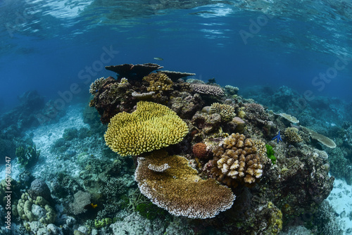 Fototapeta Naklejka Na Ścianę i Meble -  Tropical Coral Reef - Table Corals (Acropora sp.)