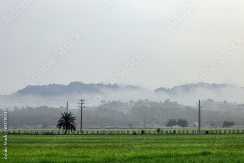 Green paddy field of rural village of Bangladesh during winter season in a foggy day.this photo was taken from,Chittagong,Bangladesh.