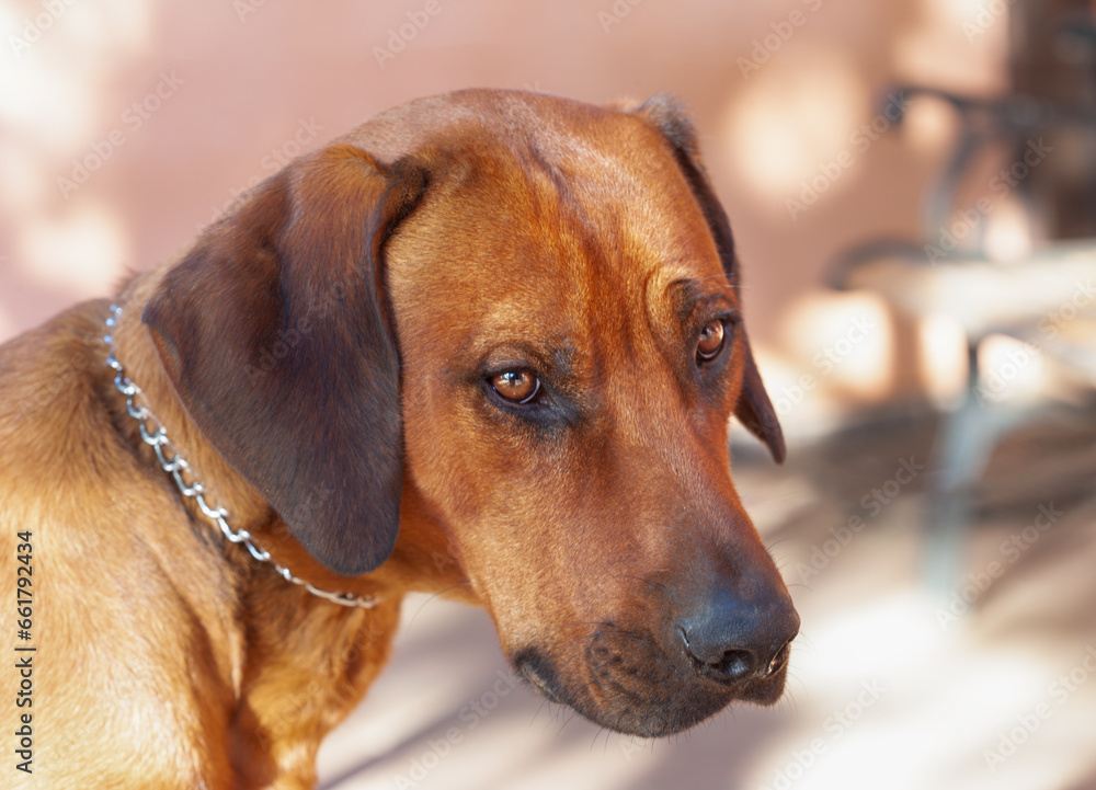 ridgeback dog headshot, wearing a metal chain on his neck, standing in the yard