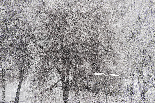 Alberi ricoperti di neve. Inverno stagione di nevicata su alberi e parco cittadino. photo