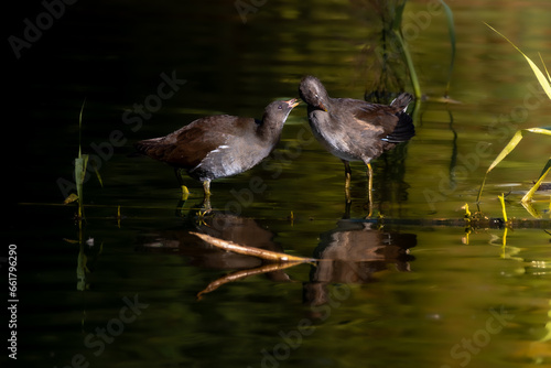 aves paseando por el lago cariñosamente photo