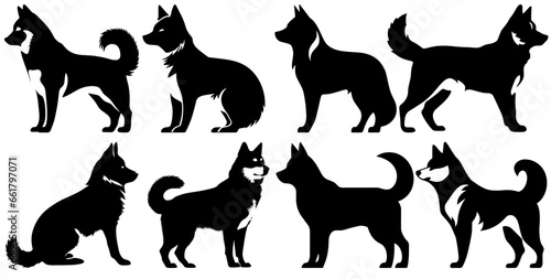 shiba inu dog