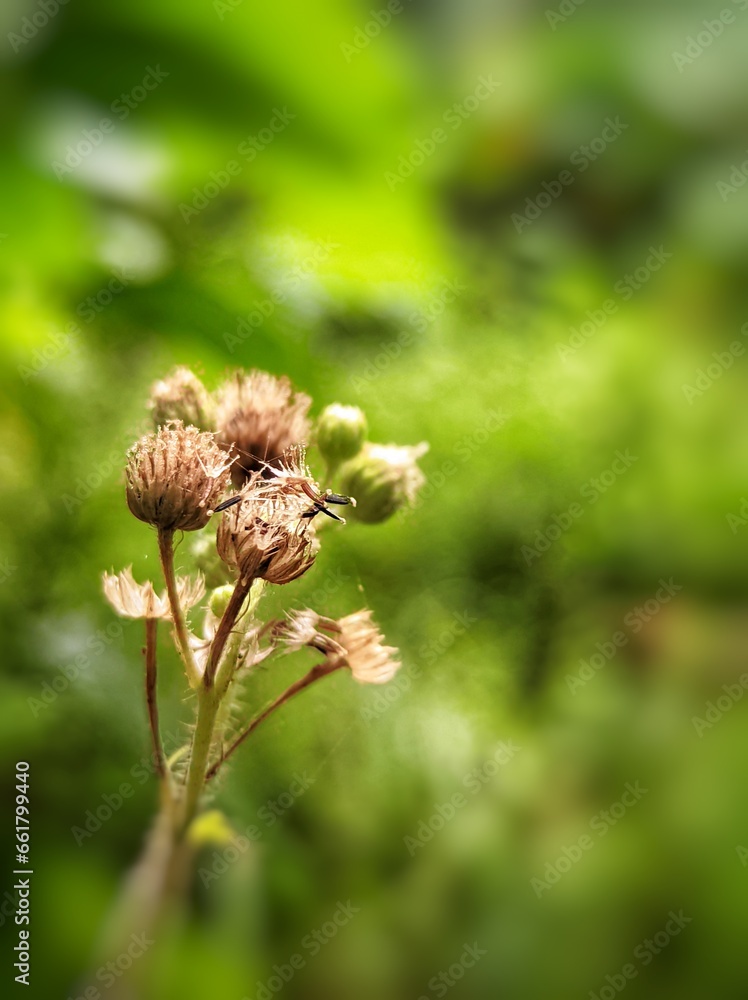 Wildlife close-up beautiful flowers background Wildlife close-up beautiful flowers background