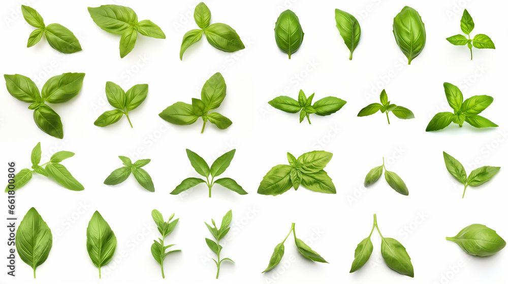 Mediterranean herbs: fresh basil. isolated leaves, twigs and tips over a white background