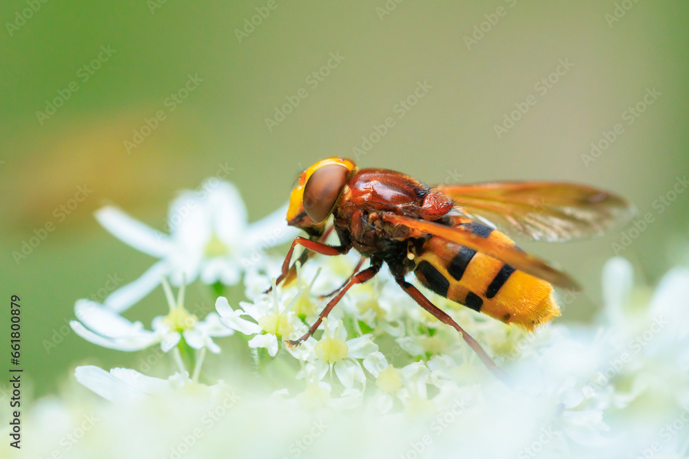 Naklejka premium Volucella zonaria, hornet mimic hoverfly, feeding on white flowers