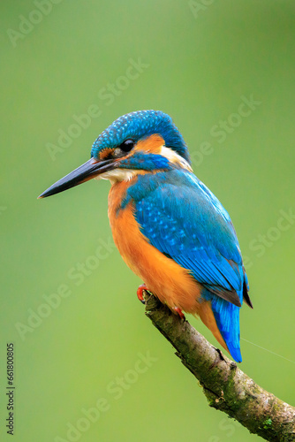 Close up of a Kingfisher, Alcedo Atthis, fishing