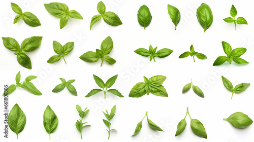 Mediterranean herbs: fresh basil. isolated leaves, twigs and tips over a white background photo