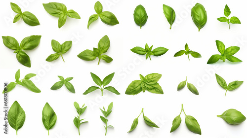 Wallpaper Mural Mediterranean herbs: fresh basil. isolated leaves, twigs and tips over a white background Torontodigital.ca
