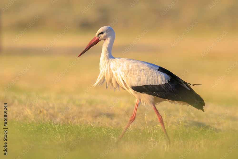 Stork, Ciconia ciconia, foraging in grass Stork, Ciconia ciconia, foraging in grass