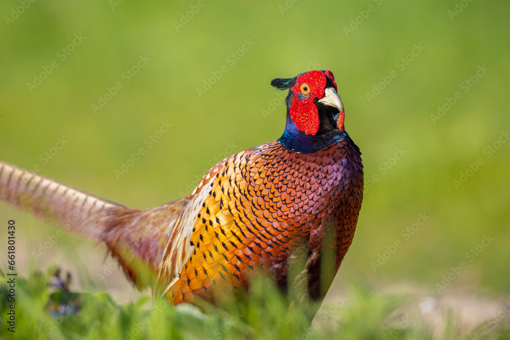 Fototapeta premium Male Pheasant Phasianus colchicus stepping