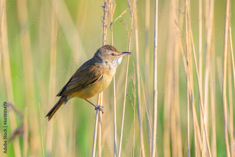 Close up of a great reed warbler, acrocephalus arundinaceus, bird singing in reeds Close up of a great reed warbler, acrocephalus arundinaceus, bird singing in reeds