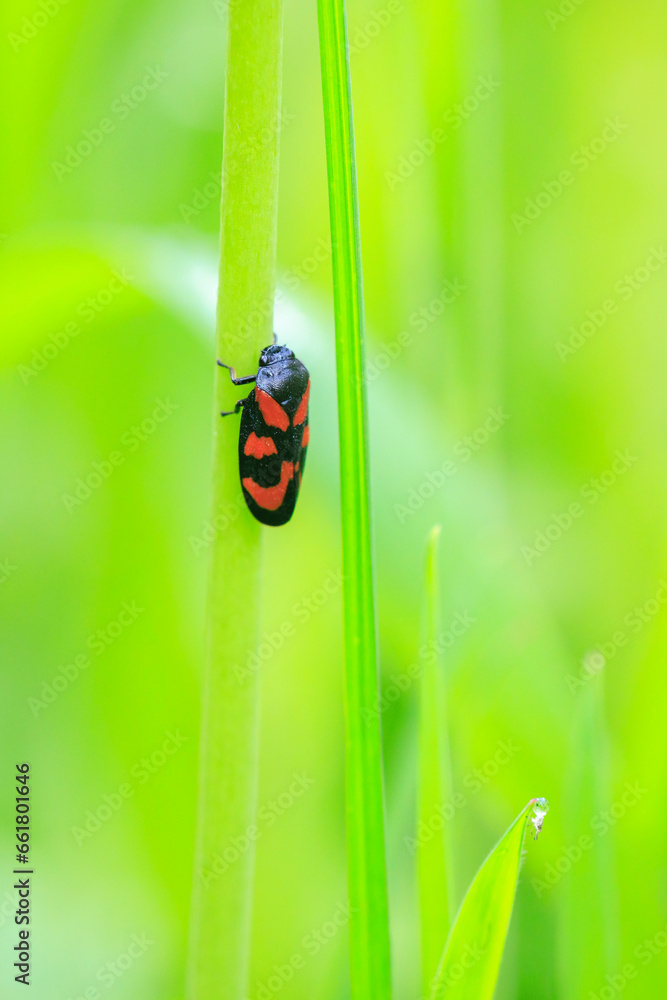 Naklejka premium Closeup of a red-and-black froghopper, Cercopis vulnerata, in green grass