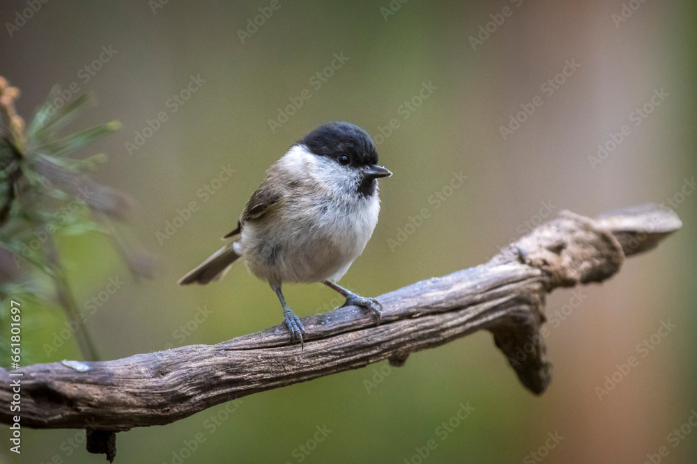Naklejka premium Close up of a marsh tit, poecile palustris, bird