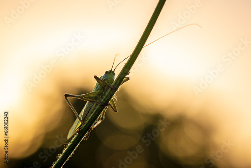 Wallpaper Mural Great Green Bush-cricket male, Tettigonia viridissima Torontodigital.ca