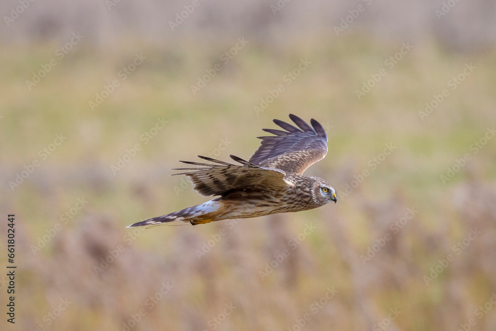 Hen harrier Circus cyaneus hunting Hen harrier Circus cyaneus hunting