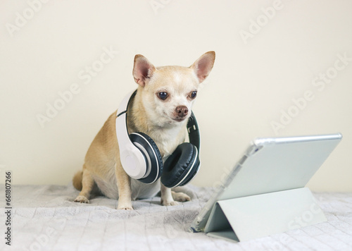 brown short hair Chihuahua dog wearing headphones sitting on bed and white background with digital tablet, looking at tablet screen.