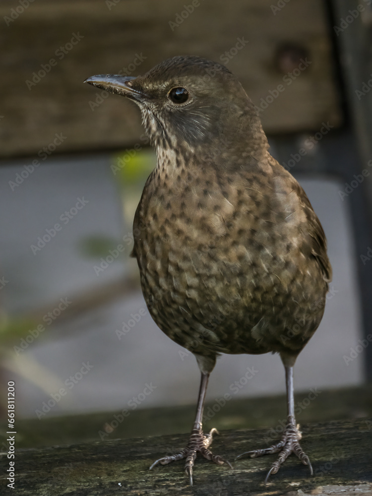 Fototapeta premium Amsel