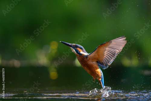 Common Kingfisher (Alcedo atthis) flying and diving for fish in the forest in the Netherlands © henk bogaard