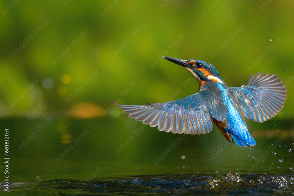 Fototapeta premium Common Kingfisher (Alcedo atthis) flying and diving for fish in the forest in the Netherlands
