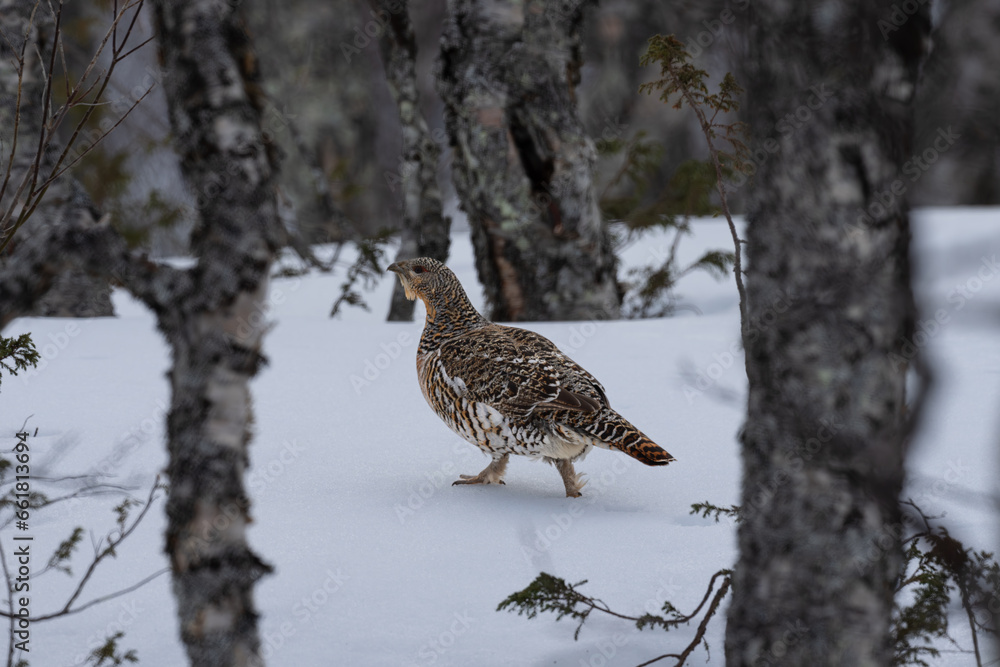 Female Capercaillie