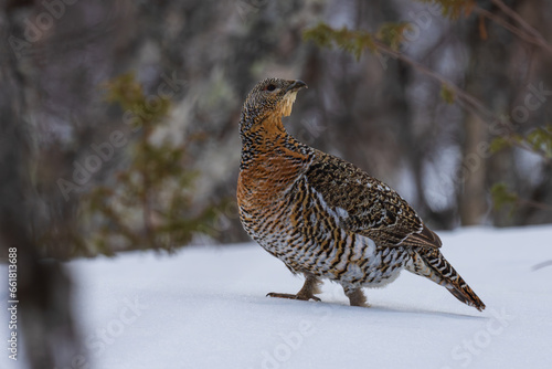 Female Capercaillie