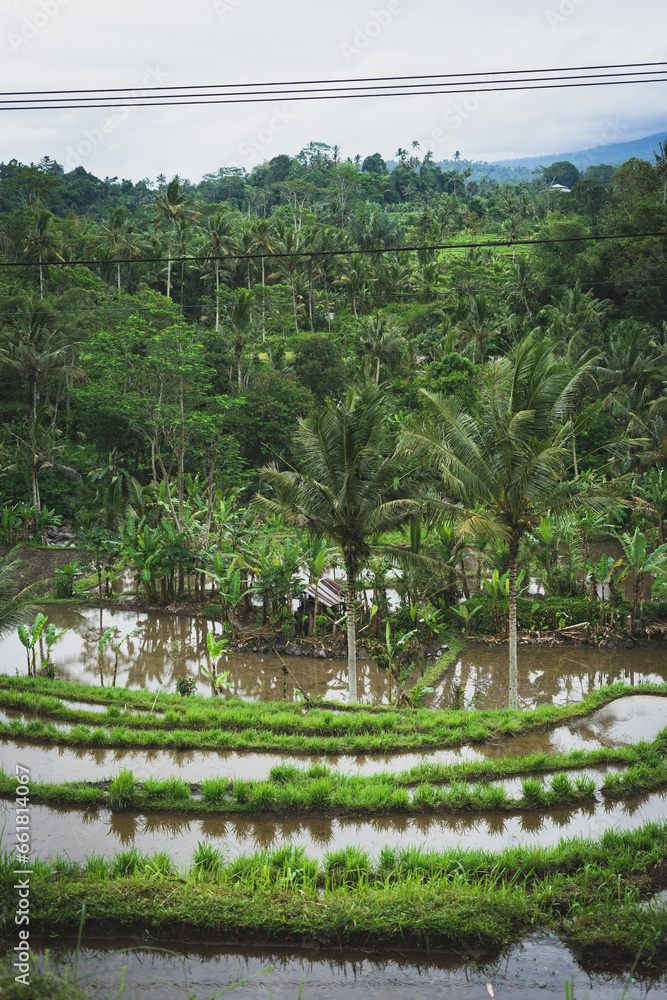Obraz premium Rice field landscape in Bali, Indonesia